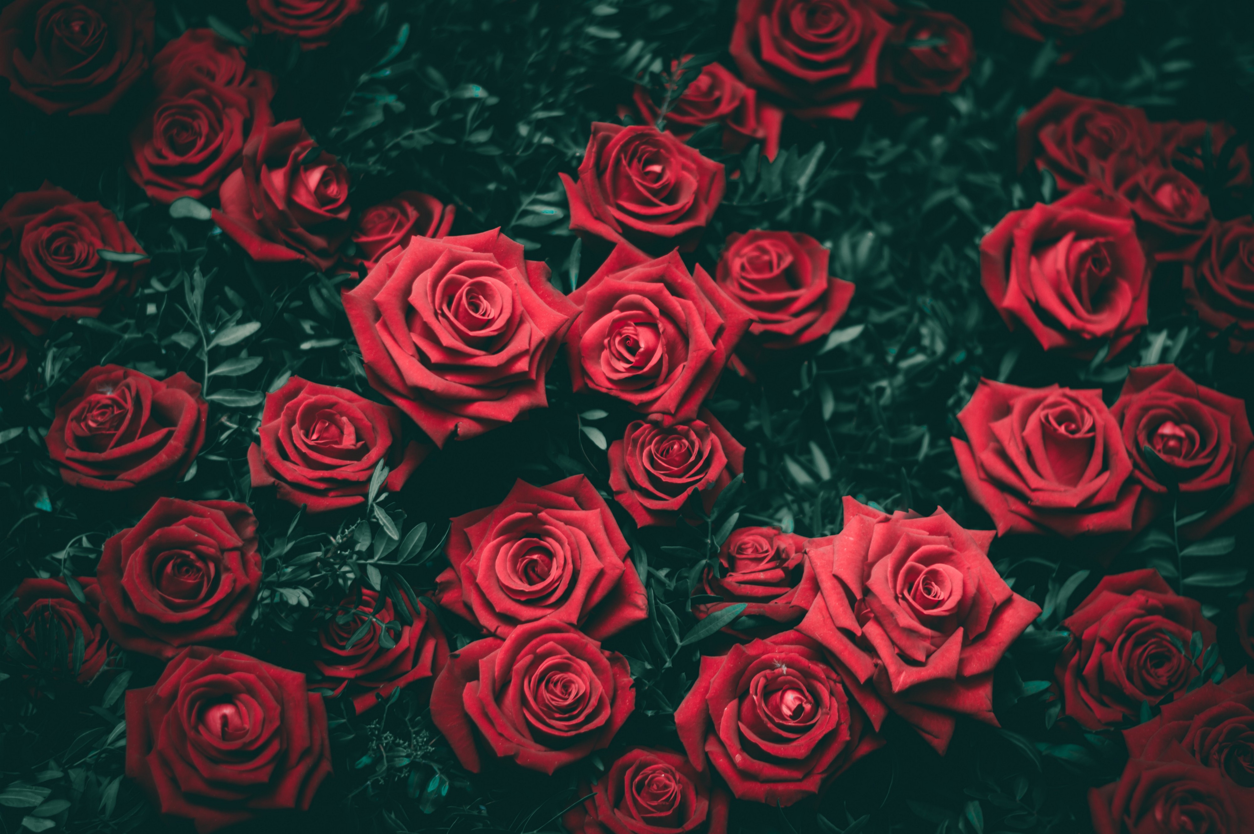 dry flower shops in kottayam